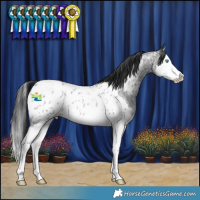 Horse Color:Blue Roan Splash Appaloosa