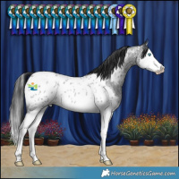 Horse Color:Blue Roan Splash Near Leopard