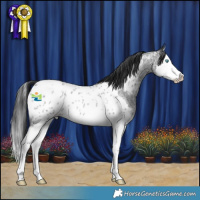 Horse Color:Blue Roan Splash Appaloosa 