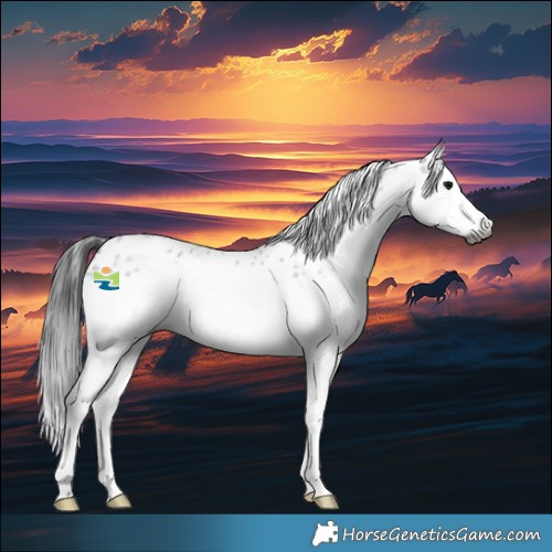 Horse Color:Gray Blue Roan Splash Appaloosa 