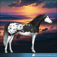 Horse Color:Gray Black Splash Appaloosa 