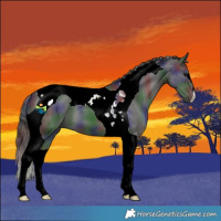 Horse Color:Nacre Smoky Black Tobiano 