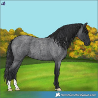 Horse Color:Blue Roan