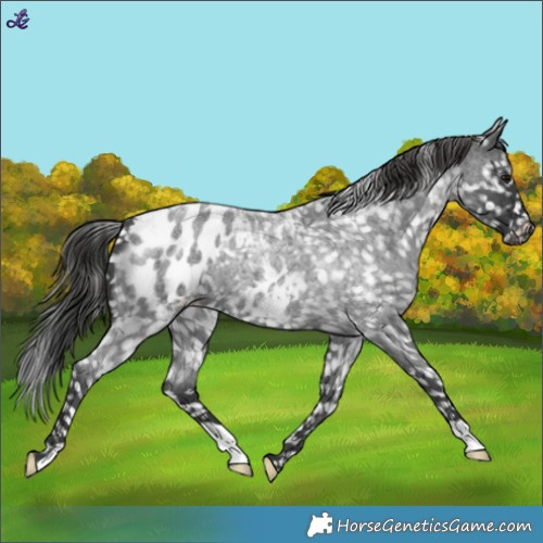 Horse Color:Blue Roan Blanket 