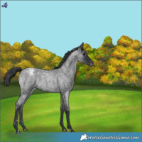 Horse Color:Blue Roan Snowflake Varnish