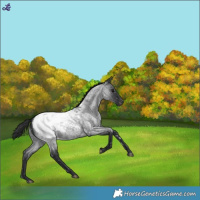 Horse Color:Blue Roan Snowcap 