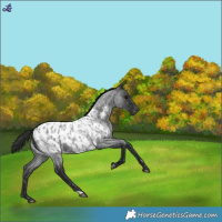 Horse Color:Blue Roan Near Leopard 