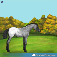 Horse Color:Blue Roan Snowcap
