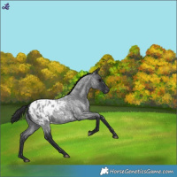 Horse Color:Blue Roan Blanket 