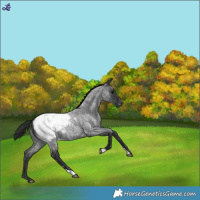 Horse Color:Blue Roan Snowcap