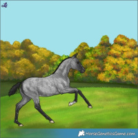 Horse Color:Blue Roan Snowflake Varnish