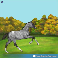 Horse Color:Smoky Blue Roan Snowflake Varnish