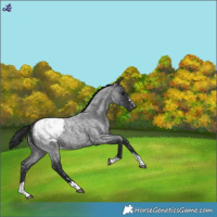Horse Color:Blue Roan Snowcap