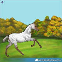 Horse Color:Silver Blue Roan Near Fewspot