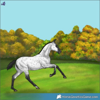 Horse Color:Blue Roan Near Leopard 