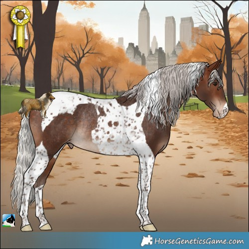 Horse Color:Silver Bay Tobiano Appaloosa Rabicano 