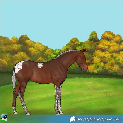 Horse Color:Silver Bay Tobiano Rabicano 