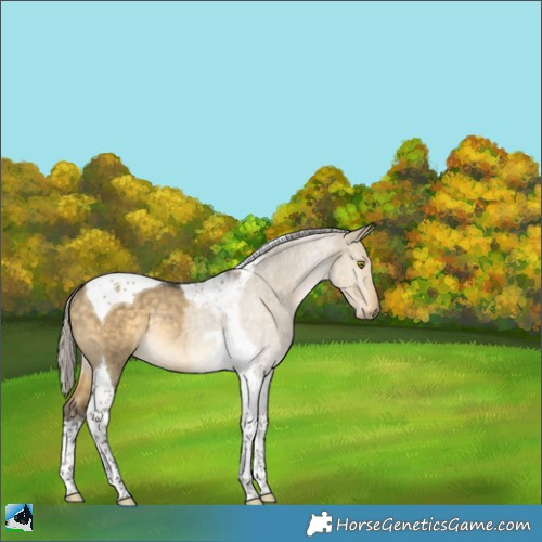 Horse Color:Silver Buckskin Dun Tobiano Rabicano
