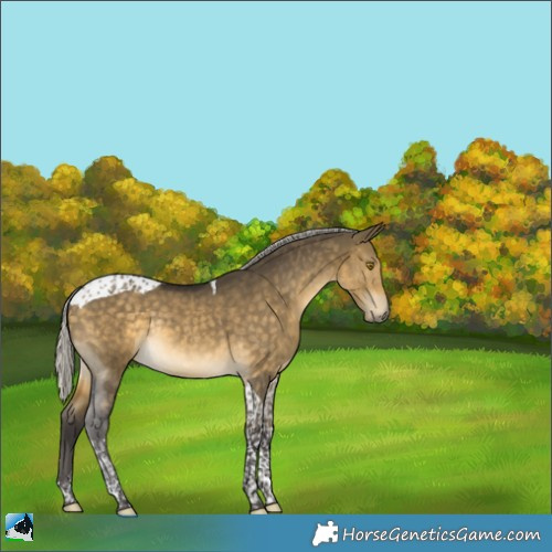Horse Color:Silver Buckskin Dun Tobiano Rabicano