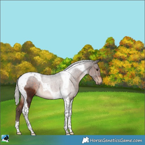Horse Color:Silver Bay Tobiano 