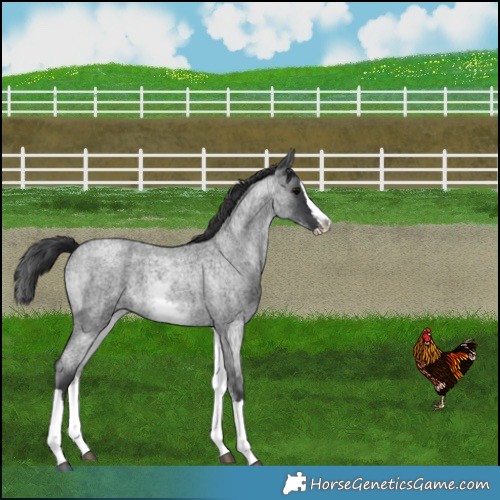 Horse Color:White Spotted Blue Roan Splash Varnish 