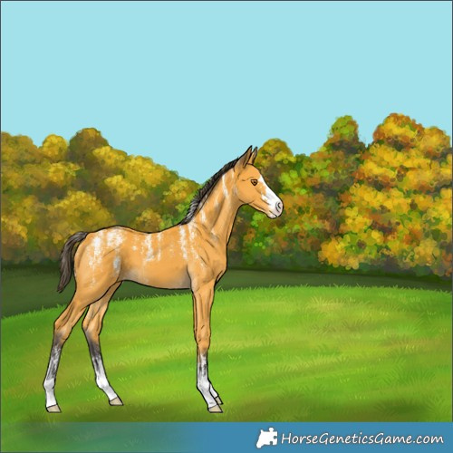 Horse Color:Powder White Buckskin 