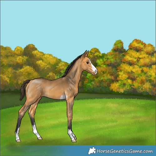 Horse Color:Buckskin