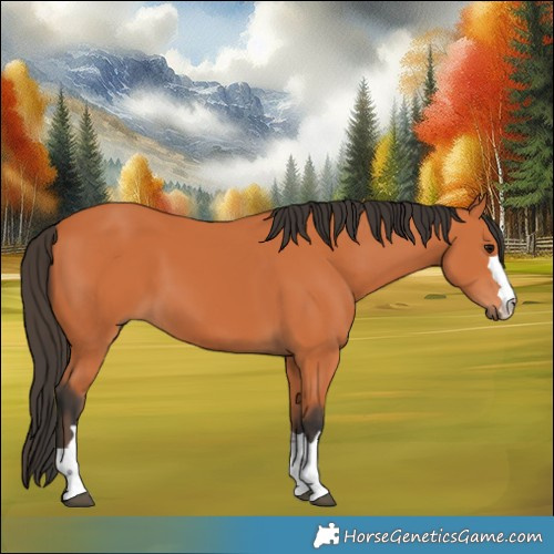 Horse Color:Bay 