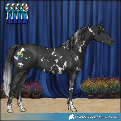 Horse Color:White Spotted Black 