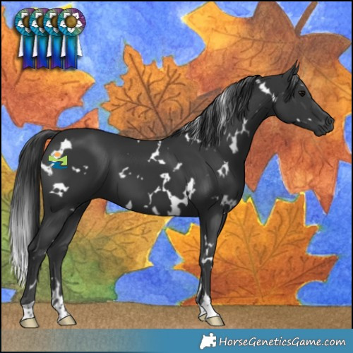 Horse Color:White Spotted Black 