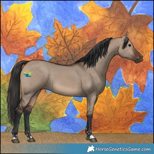 Horse Color:Brown Dun 