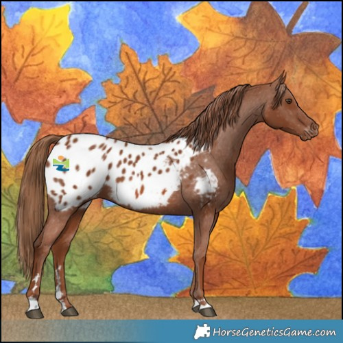 Horse Color:Chestnut Blanket 