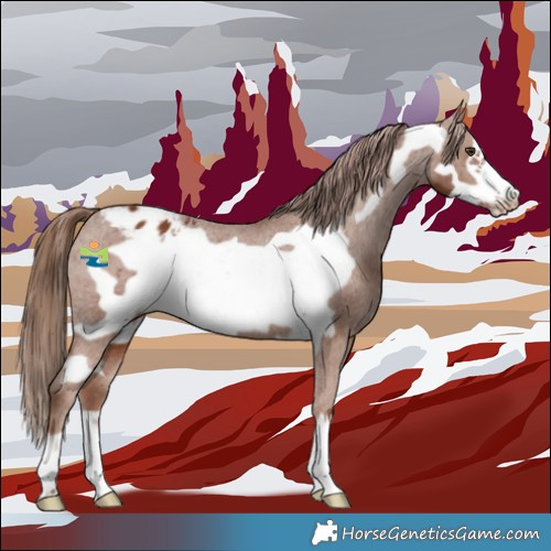 Horse Color:Chestnut Frame Appaloosa 