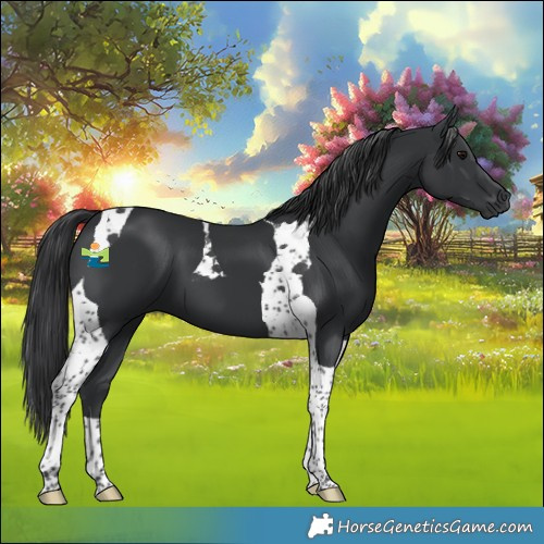 Horse Color:Black Tobiano 