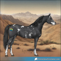 Horse Color:White Spotted Black Sabino