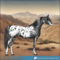 Horse Color:White Spotted Black Sabino Appaloosa 