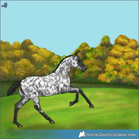 Horse Color:Blue Roan Near Leopard