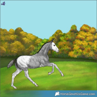 Horse Color:Smoky Blue Roan Splash Snowcap 