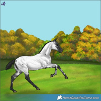 Horse Color:Blue Roan Near Fewspot 