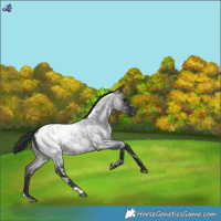 Horse Color:White Spotted Blue Roan Snowcap 