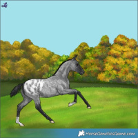 Horse Color:Blue Roan Blanket