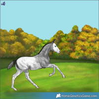 Horse Color:Blue Roan Splash Near Fewspot 