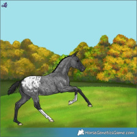 Horse Color:Blue Roan Blanket 