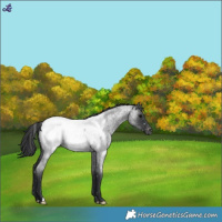 Horse Color:Blue Roan Snowcap