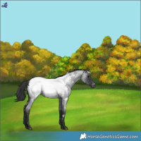 Horse Color:White Spotted Blue Roan Snowcap 