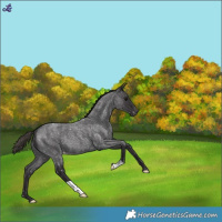 Horse Color:Smoky Blue Roan Snowflake Varnish 