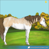 Horse Color:Buckskin Roan Splash Varnish 