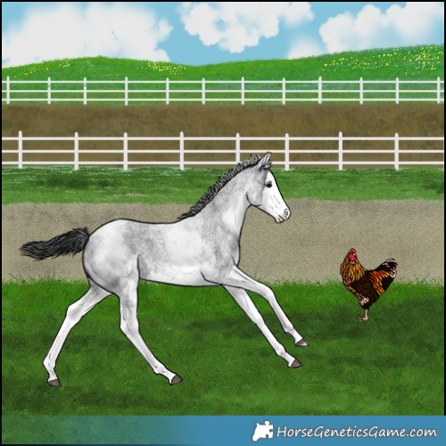 Horse Color:White Spotted Blue Roan Splash Varnish 