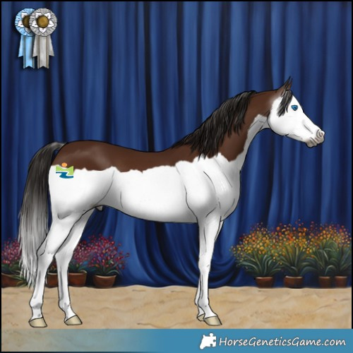 Horse Color:Gray Bay Splash 