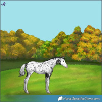 Horse Color:Black Splash Near Leopard Rabicano